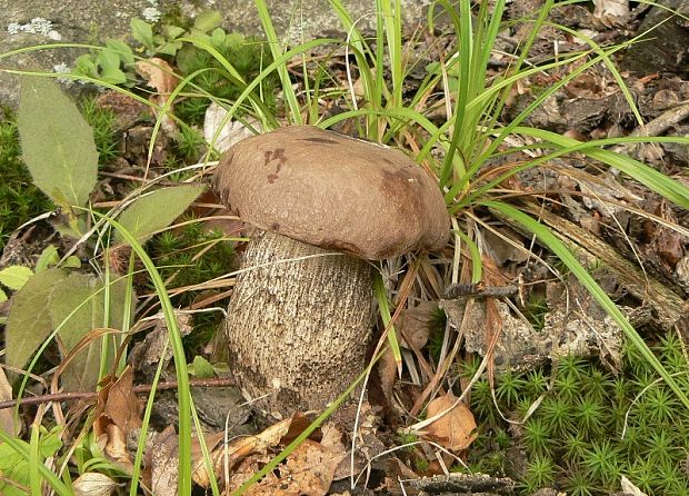 kozák topoľový Leccinum duriusculum (Schulzer ex Kalchbr.) Singer