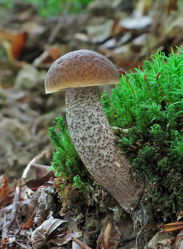 kozák hrabový Leccinum pseudoscabrum (Kallenb.) Šutara