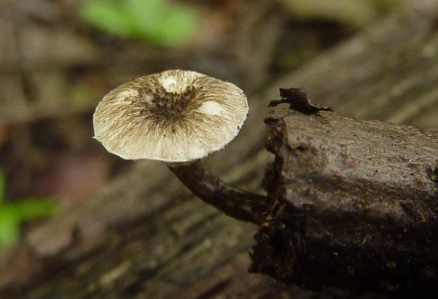 húževnatec tigrovaný Lentinus tigrinus (Bull.) Fr.