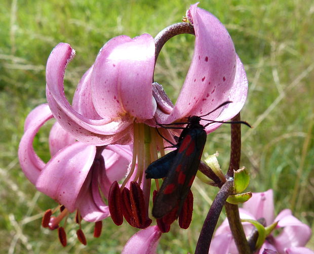 ľalia zlatohlavá Lilium martagon L.