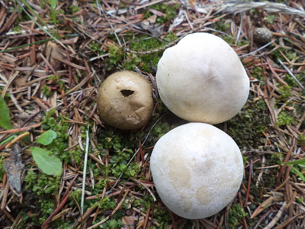 prášnica Lycoperdon sp.