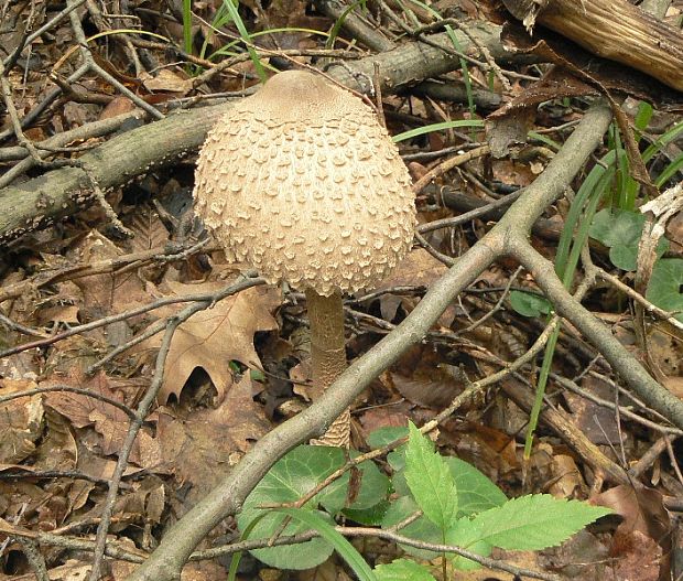 bedľa vysoká Macrolepiota procera (Scop.) Singer