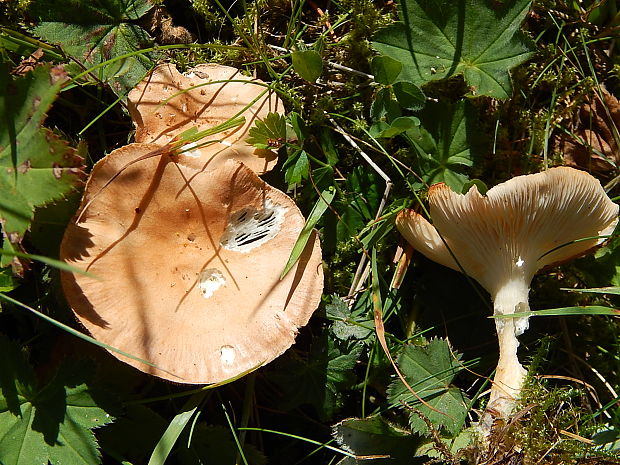 tanečnica Marasmius sp.