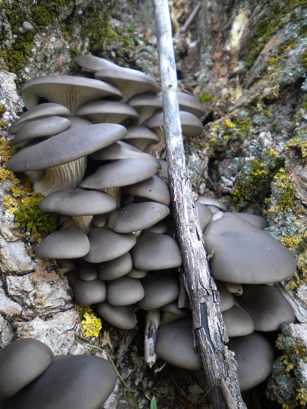 hliva ustricovitá Pleurotus ostreatus (Jacq.) P. Kumm.