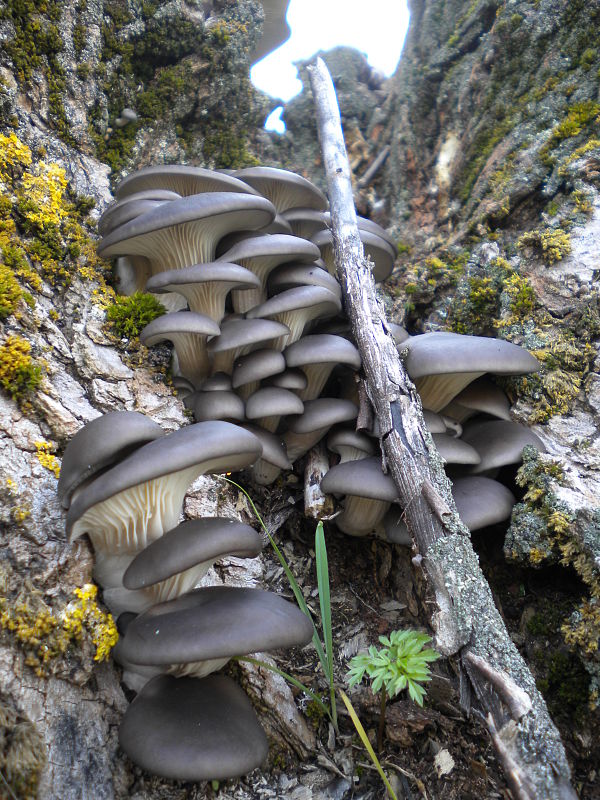 hliva ustricovitá Pleurotus ostreatus (Jacq.) P. Kumm.