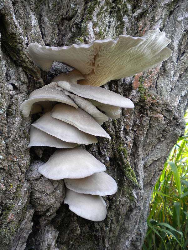 hliva ustricovitá Pleurotus ostreatus (Jacq.) P. Kumm.