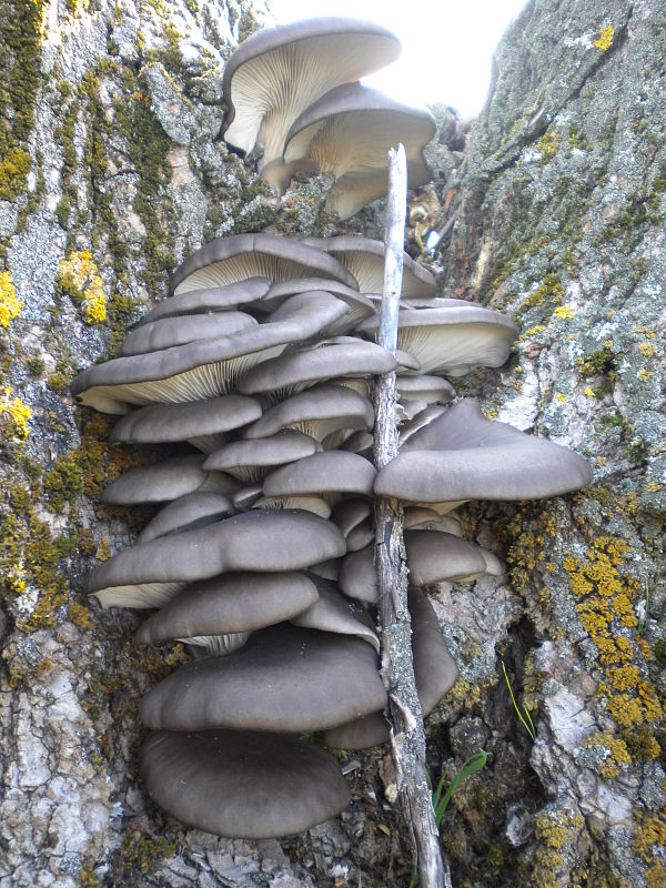 hliva ustricovitá Pleurotus ostreatus (Jacq.) P. Kumm.