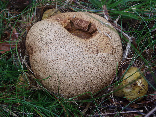 suchohríb cudzopasný Pseudoboletus parasiticus (Bull.) Šutara