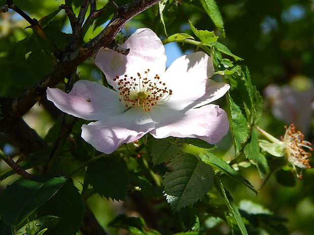 ruža šípová Rosa canina L.