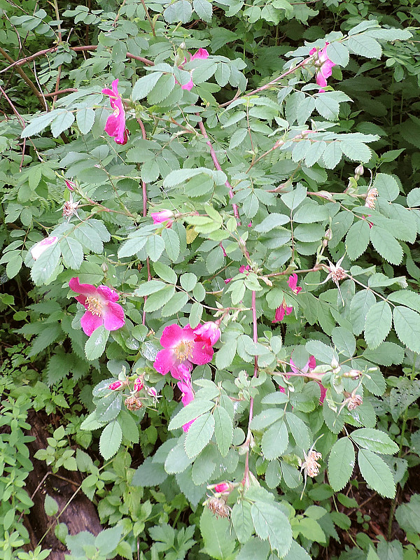 ruža ovisnutá Rosa pendulina L.