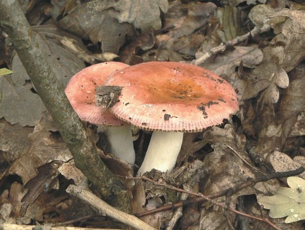 plávka Russula sp.