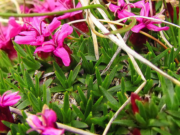 silenka bezbyľová Silene acaulis (L.) Jacq.