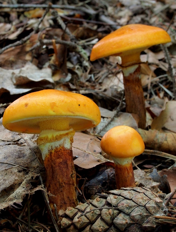 masliak smrekovcový Suillus grevillei (Klotzsch) Singer