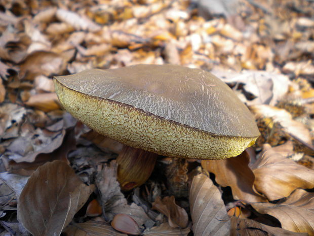 suchohríb Xerocomus sp.