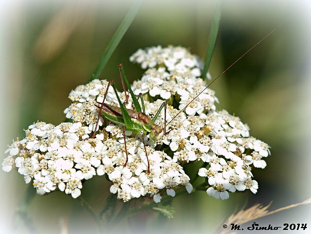 kobylka bielopása  Leptophyes albovittata