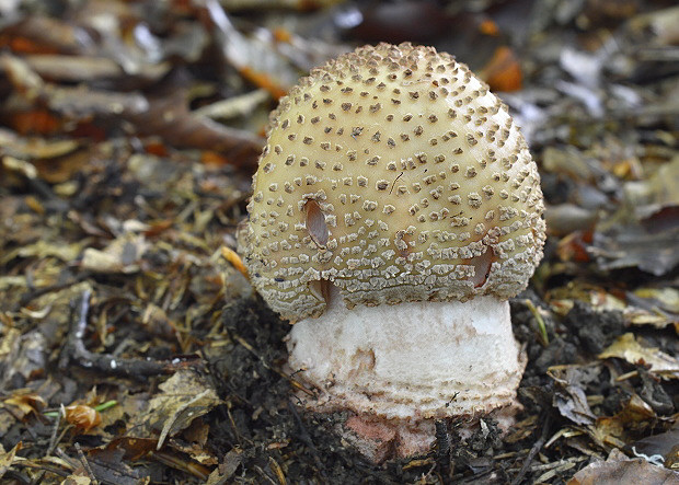 muchotrávka červenkastá Amanita rubescens Pers.