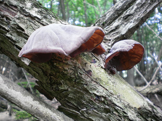 uchovec bazový Auricularia auricula-judae (Bull.) Quél.