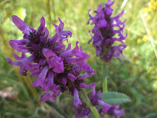 betonika lekárska Betonica officinalis L.