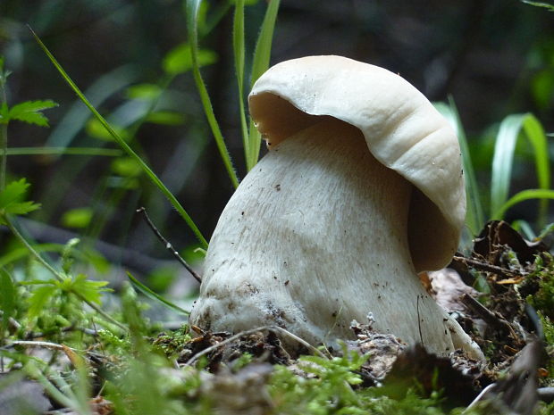 hríb smrekový Boletus edulis Bull.