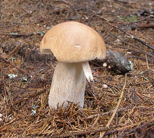 hríb smrekový Boletus edulis Bull.