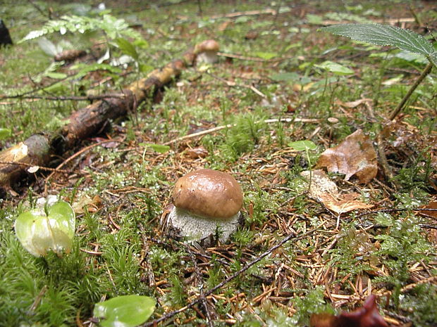 hríb smrekový Boletus edulis Bull.