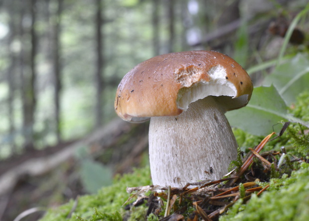 hríb smrekový Boletus edulis Bull.