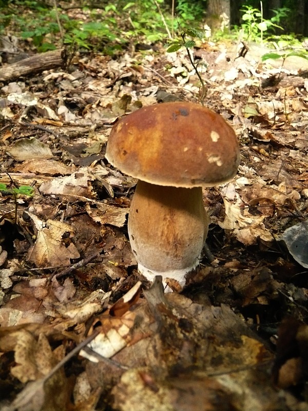 hríb dubový Boletus reticulatus Schaeff.