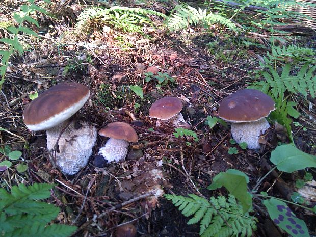 hríb Boletus sp.