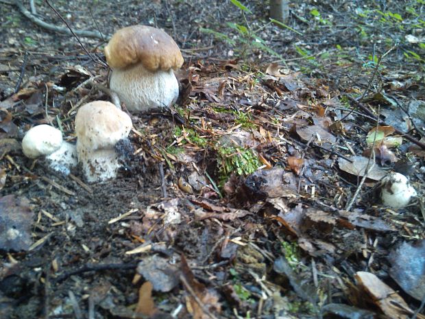 hríb Boletus sp.