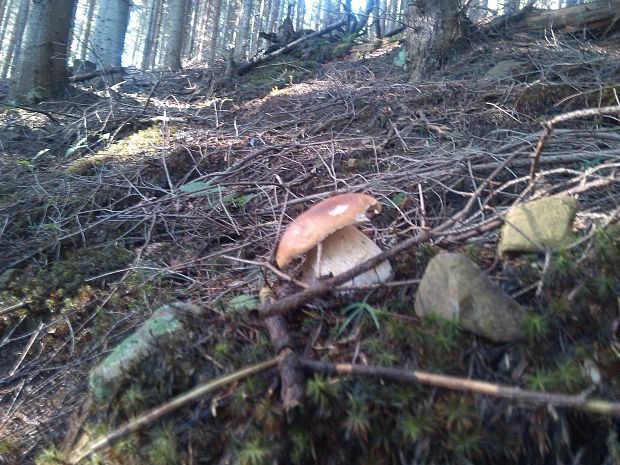 hríb Boletus sp.