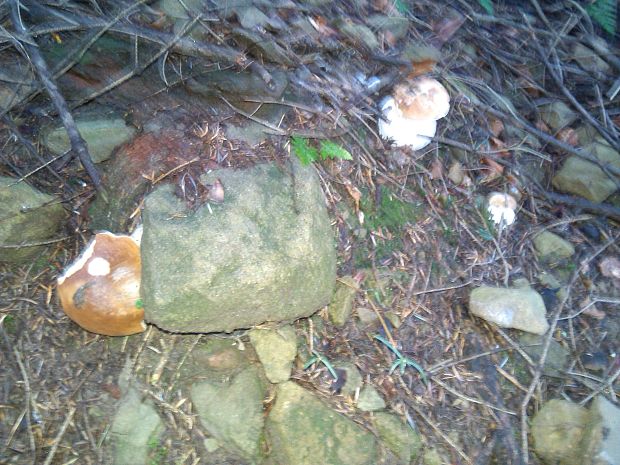 hríb Boletus sp.