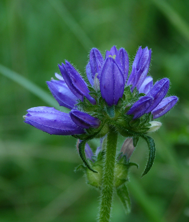 zvonček hrdlohojový Campanula cervicaria L.