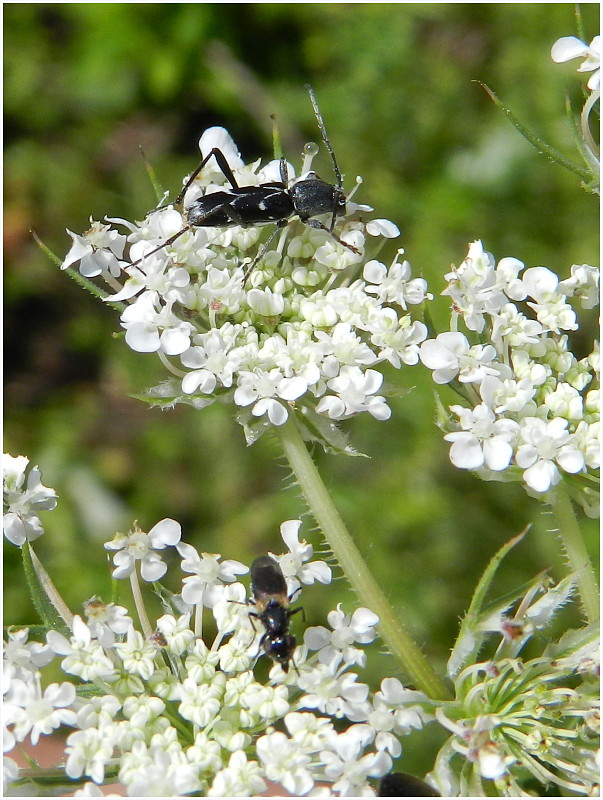 fuzáč Chlorophorus sartor