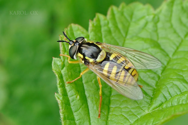 pestrica Chrysotoxum cautum