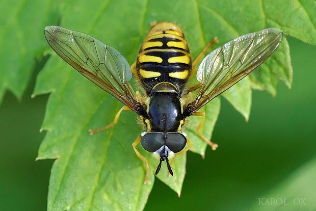 pestrica Chrysotoxum cautum