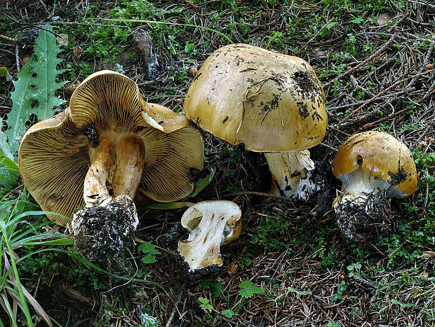 pavučinovec úhľadný Cortinarius elegantior (Fr.) Fr.