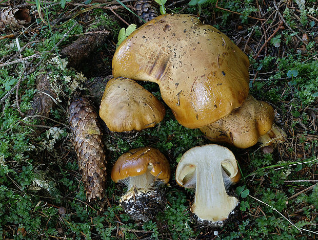 pavučinovec úhľadný Cortinarius elegantior (Fr.) Fr.