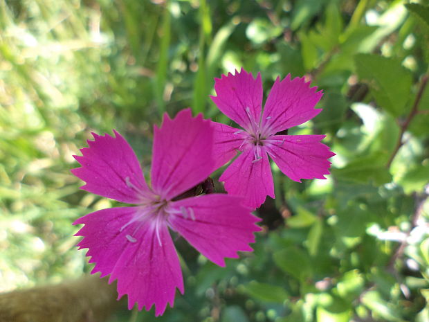 klinček kartuziánsky Dianthus carthusianorum L.