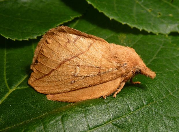 priadkovec trávový  Euthrix potatoria