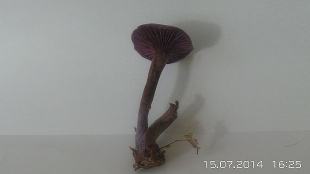 lakovka ametystová Laccaria amethystina (Huds.) Cooke