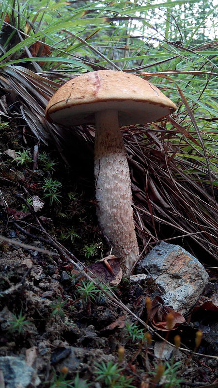 kozák Leccinum aerugineum (Fr.) Lannoy & Estadès