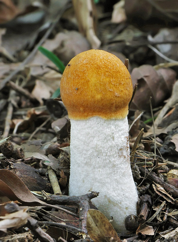 kozák osikový Leccinum albostipitatum den Bakker & Noordel.