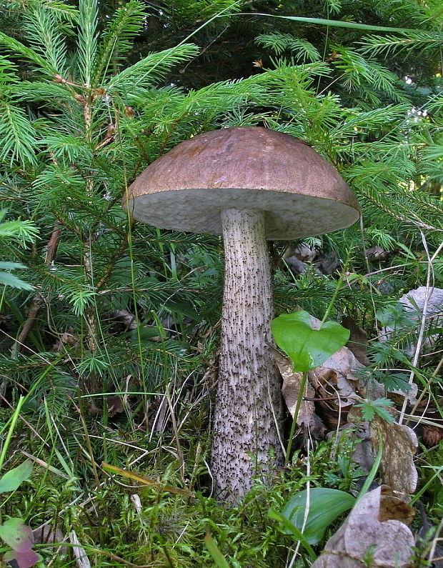 kozák brezový Leccinum scabrum (Bull.) Gray