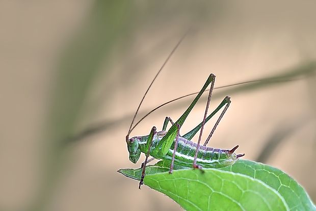 kobylka bielopása Leptophyes albovittata