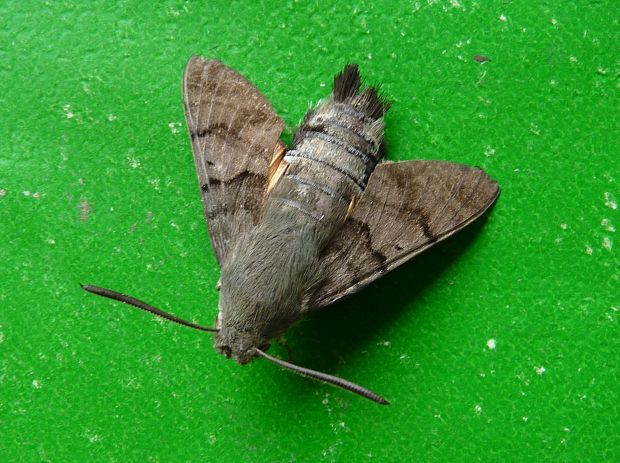 lišaj marinkový Macroglossum stellatarum