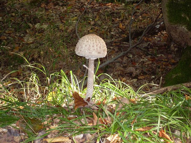 bedľa vysoká Macrolepiota procera (Scop.) Singer