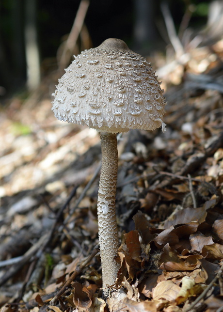 bedľa vysoká Macrolepiota procera (Scop.) Singer