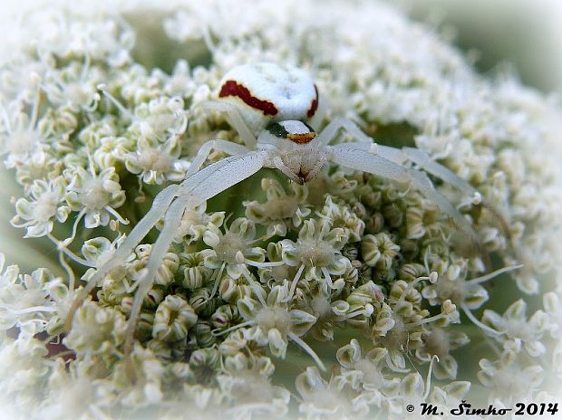 kvetárik dvojtvarý  Misumena vatia