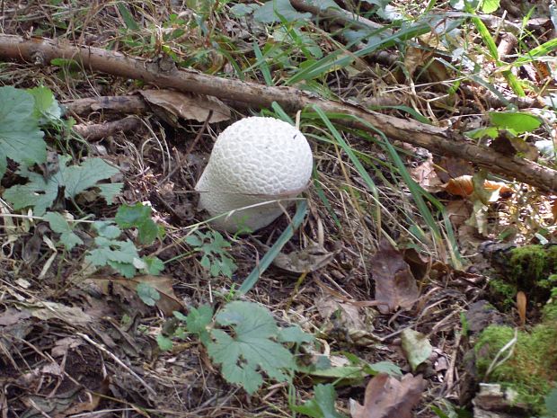 škárka kožovitá Mycenastrum corium (Guers.) Desv.