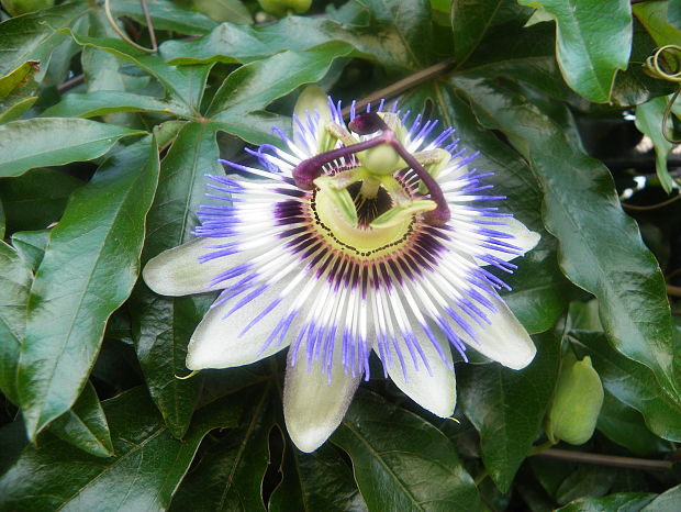 mučenka sp. Passiflora